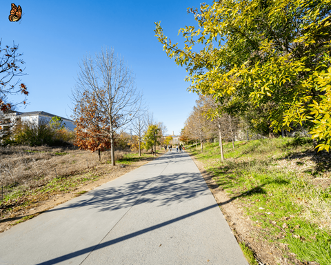 A tree-lined path with people walking on it.