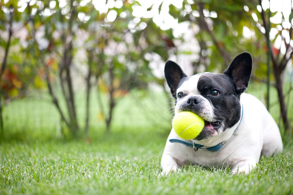 a dog laying in the grass with a tennis ball in its mouth