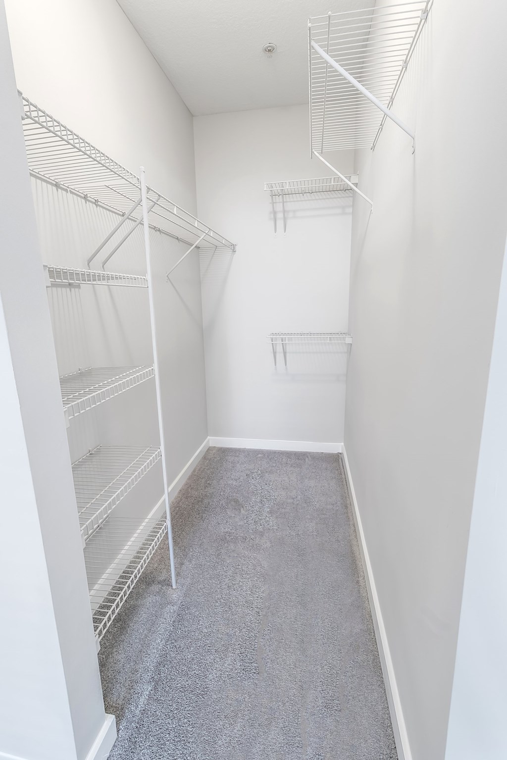 A walk-in closet with white shelving and grey carpeting.