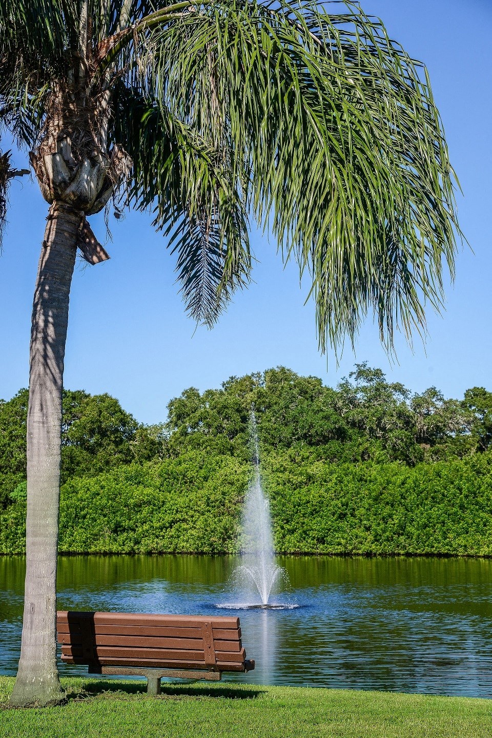 Timber Chase At Sarasota Bay
