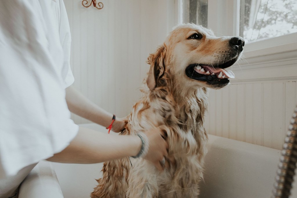 A person is petting a golden-colored dog.