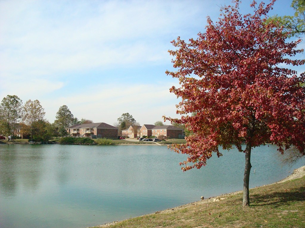 a tree with red leaves next to a lake with houses in the background