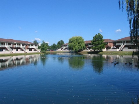a pond with houses in the background and ducks in the water
