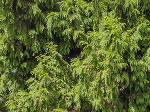 Cedarwood property sign in landscaped area. - Photo Gallery 2