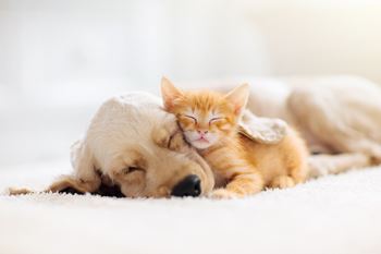 The Duo pet friendly apartments at The Duo, University Place Washington