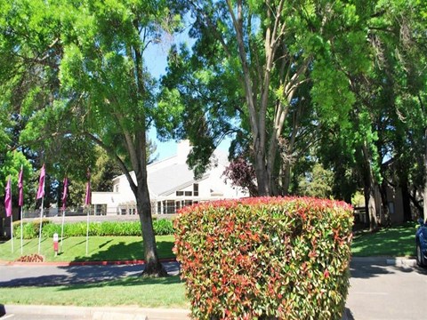 A green tree with a white building in the background.