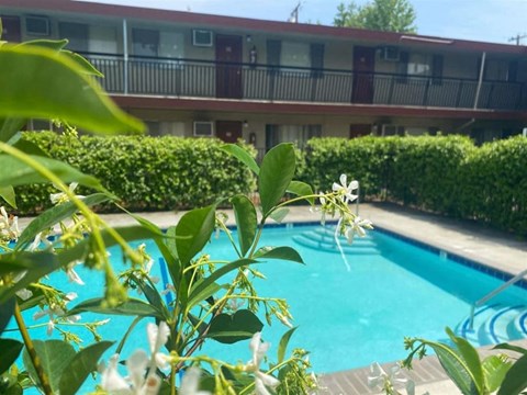 A pool surrounded by green plants and a building in the background.