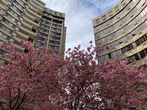 two apartment buildings with flowering trees in the foreground