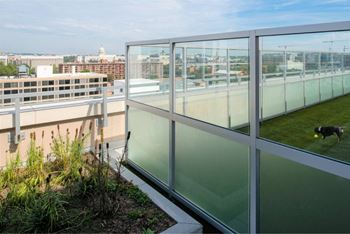 A dog is playing with a ball on a grassy area behind a glass fence.