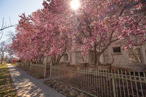 627 S 11Th St Studio-3 Beds Apartment for Rent
