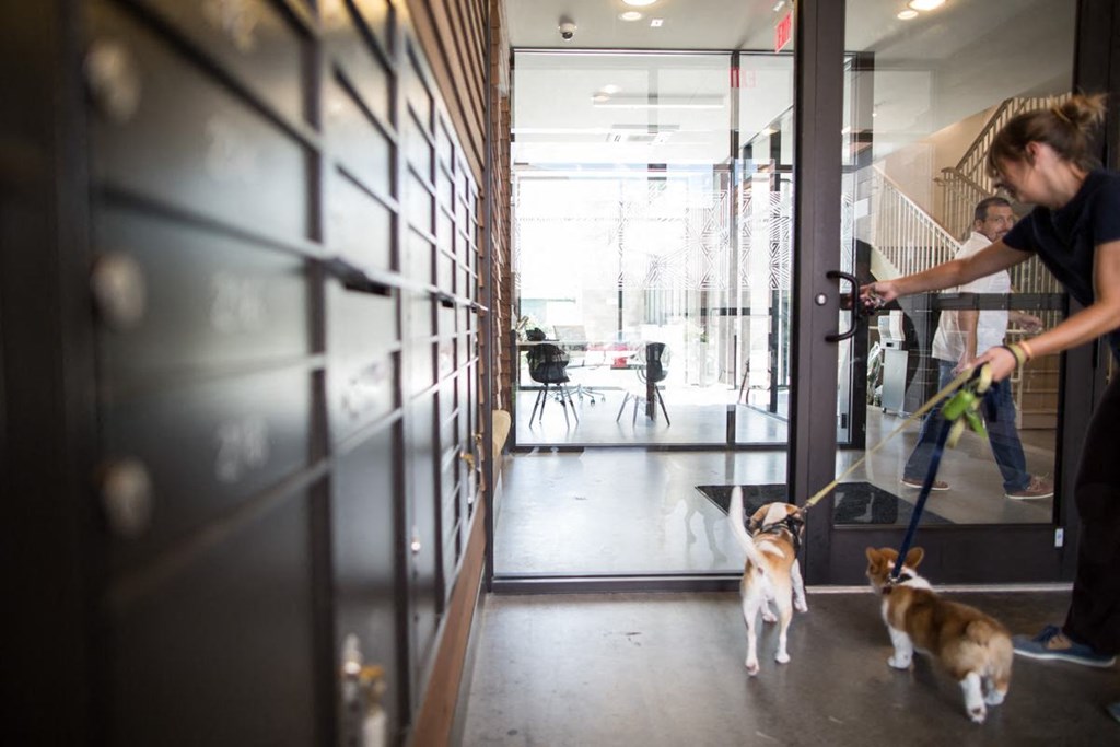 residents with dogs leaving building at Pinnex, Indianapolis, IN, 46203