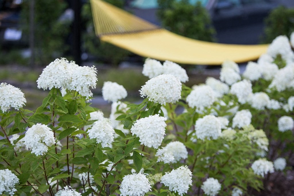 flowers in courtyard at Pinnex, Indianapolis, 46203