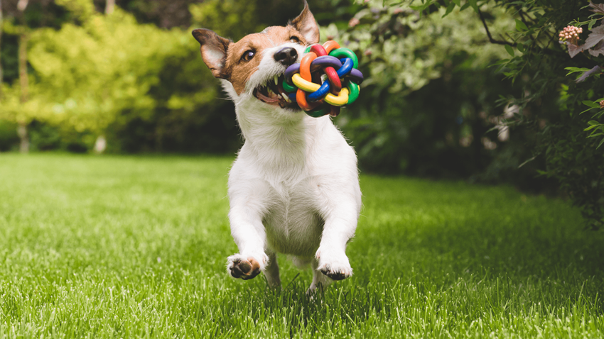 dog with tool running in field - Photo Gallery