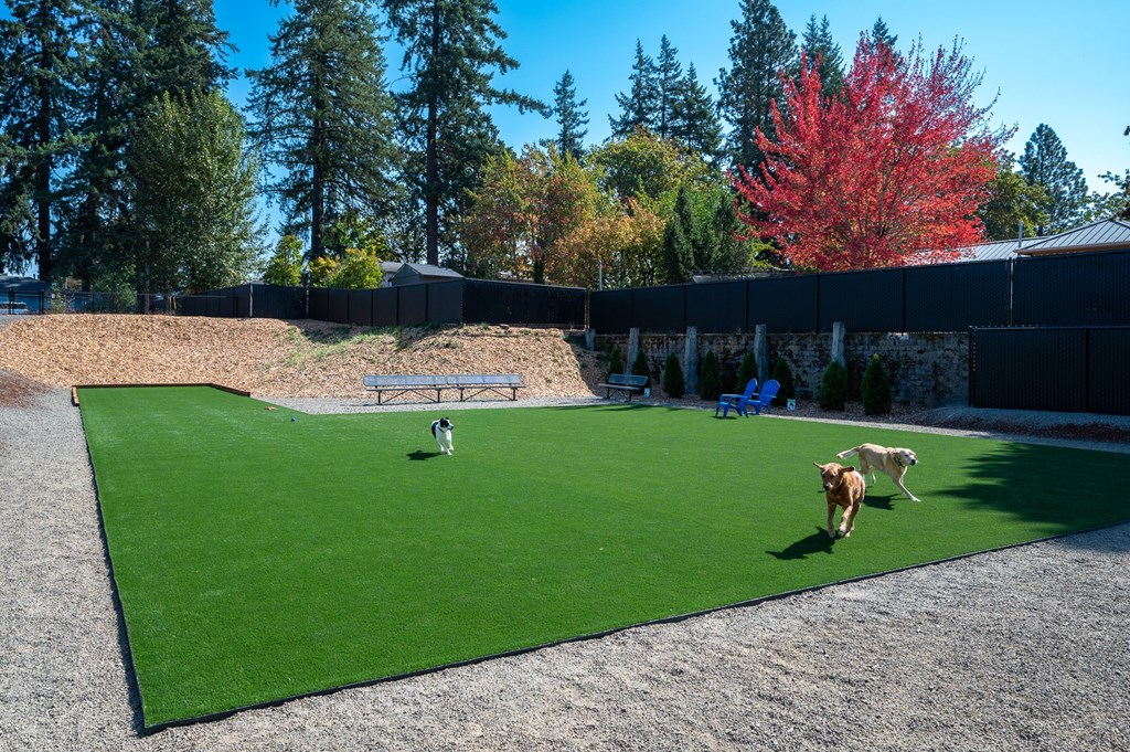 A dog is walking on a green artificial turf.