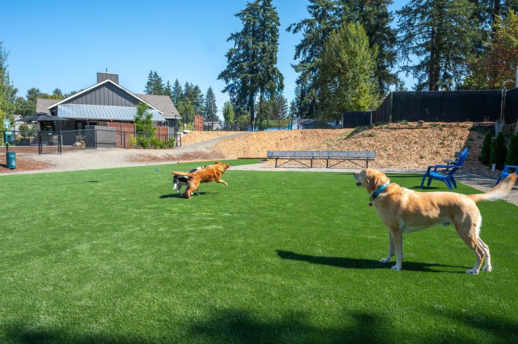 Two dogs playing in a green field with a building in the background.
