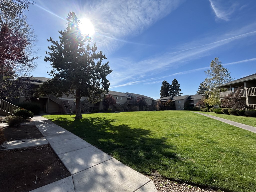 a sunny day with a tree in the middle of a grassy area