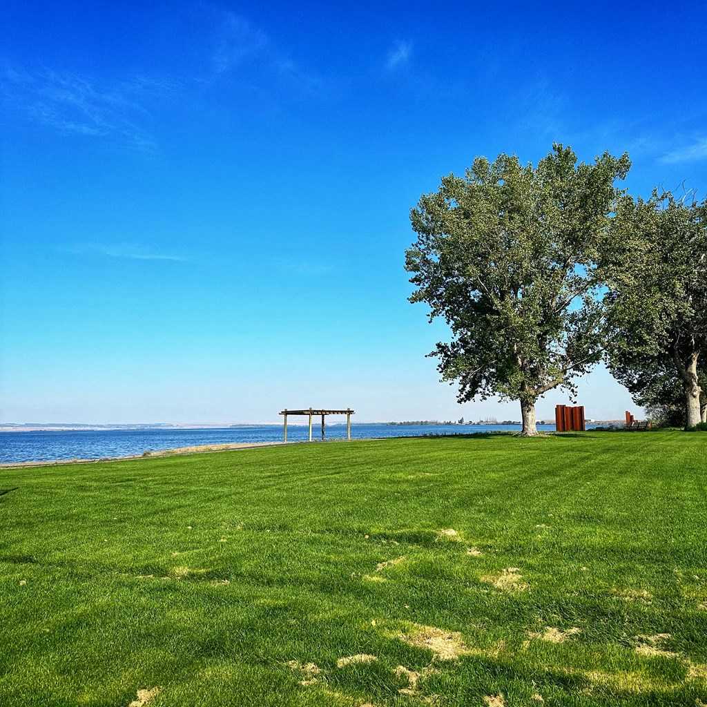 a grassy field with a tree and a bench near the water