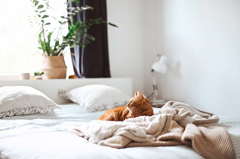 a cat laying on a bed with a blanket