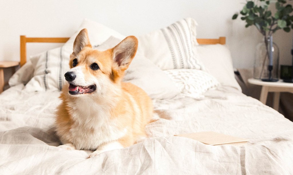 a corgi laying on a bed