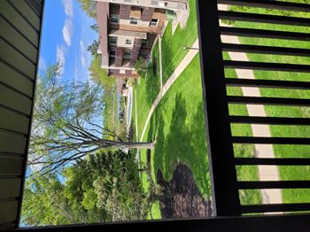 A dog is standing on a lawn in front of a building.