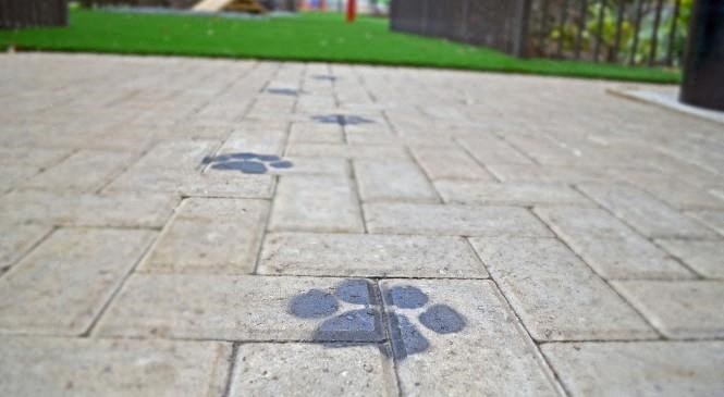 a concrete sidewalk with paw prints on it
