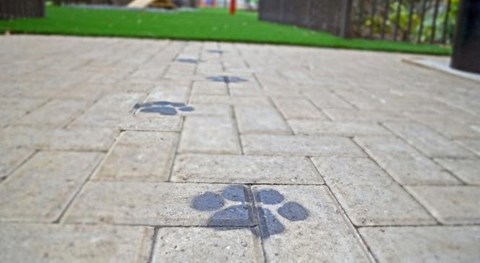 a concrete sidewalk with paw prints on it