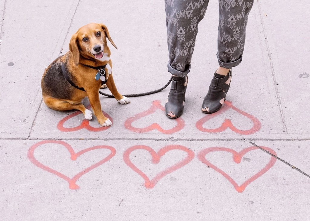Dog sitting on the sidewalk next to a person at Sono Central Residential, Norwalk