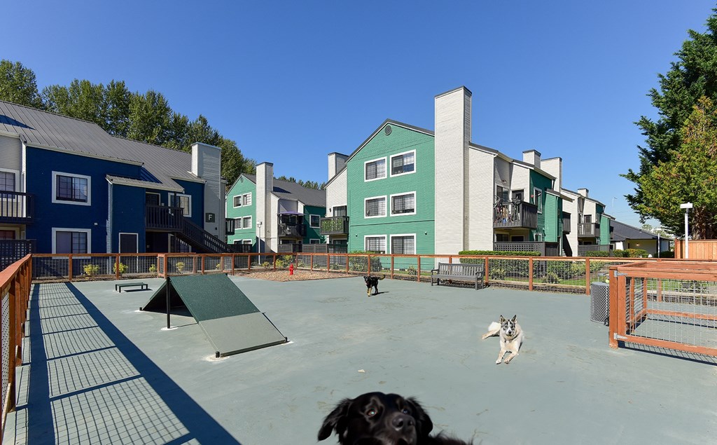 two dogs are running around a dog park in front of some buildings