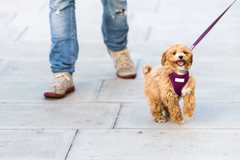 A small brown dog wearing a purple harness is being walked on a leash by a person wearing blue jeans and brown shoes.