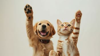A cat and a dog are both raising their paws in the air.