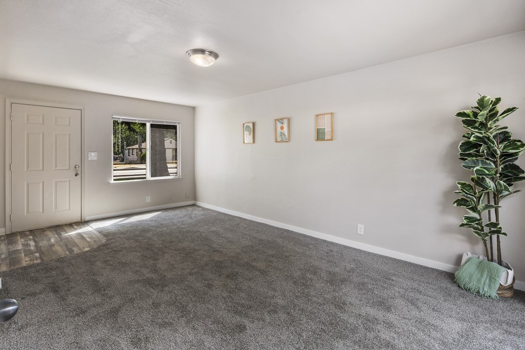 A room with a grey carpet and a plant on the right side.