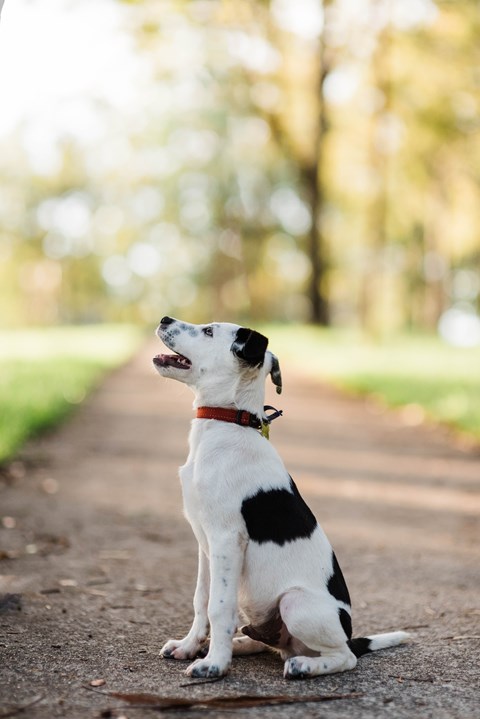 a black and white dog sitting on a path
