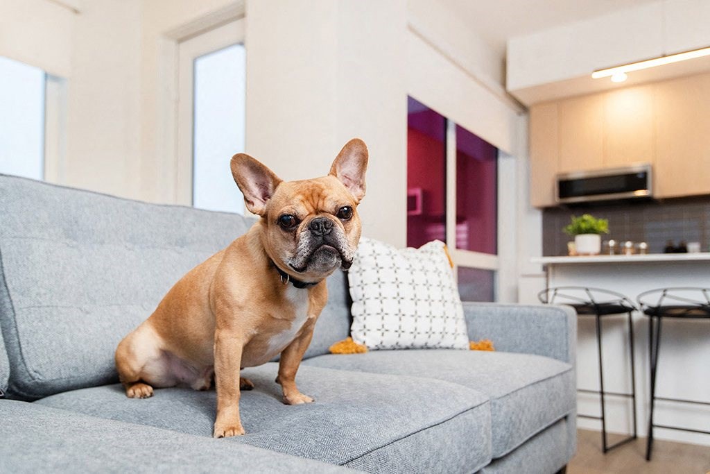 We're pet-friendly! at Southpark, Alberta