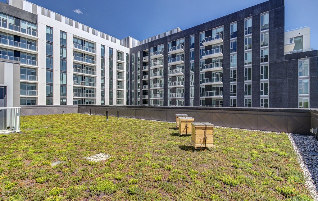 a green roof on top of a building with grass