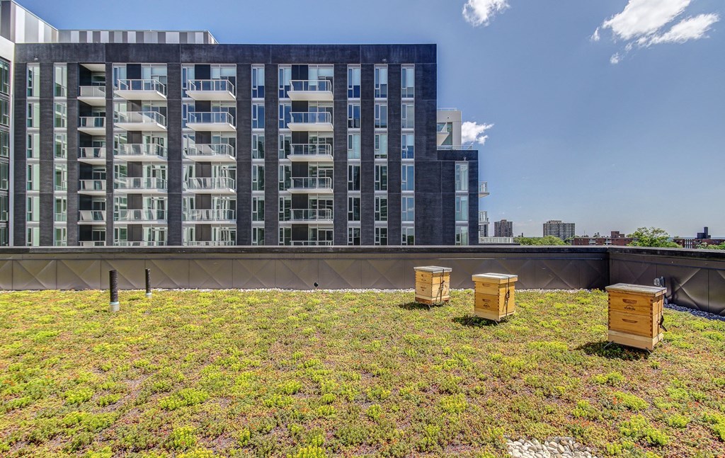 three bee hives on the roof of a building