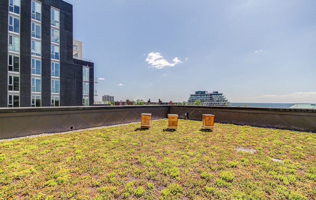 a green roof on top of a building with grass