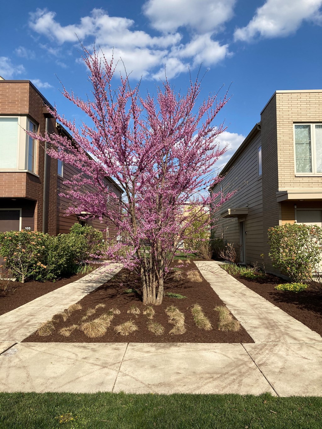 a pink tree in the middle of a sidewalk