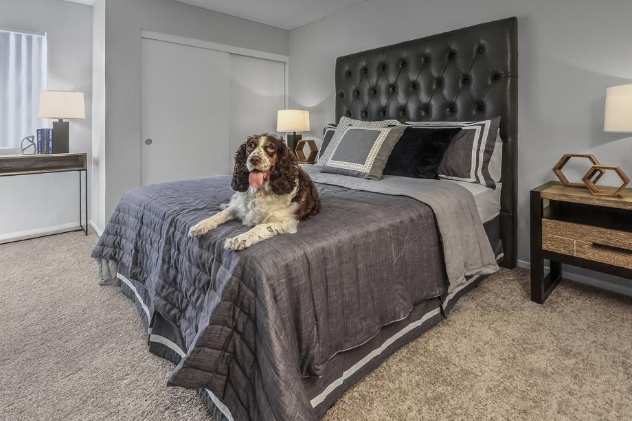 Newport Palms Apartments Model Bedroom with dog laying on bed