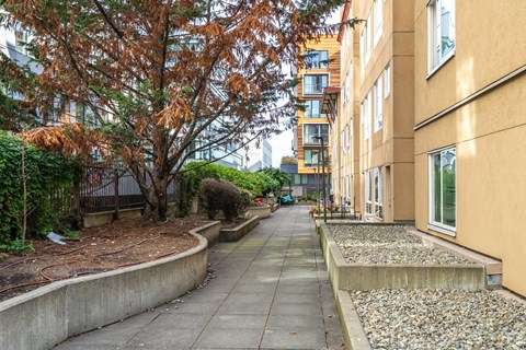 A tree with brown leaves is in front of a building.