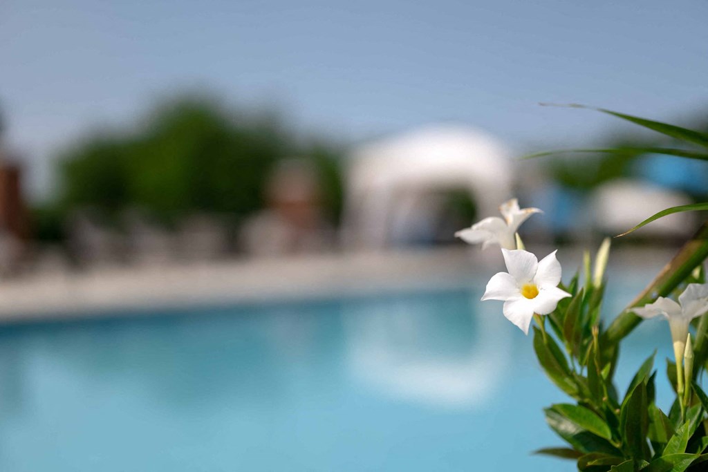 The Overlook at St. Thomas Apartments Louisville beautiful landscaping