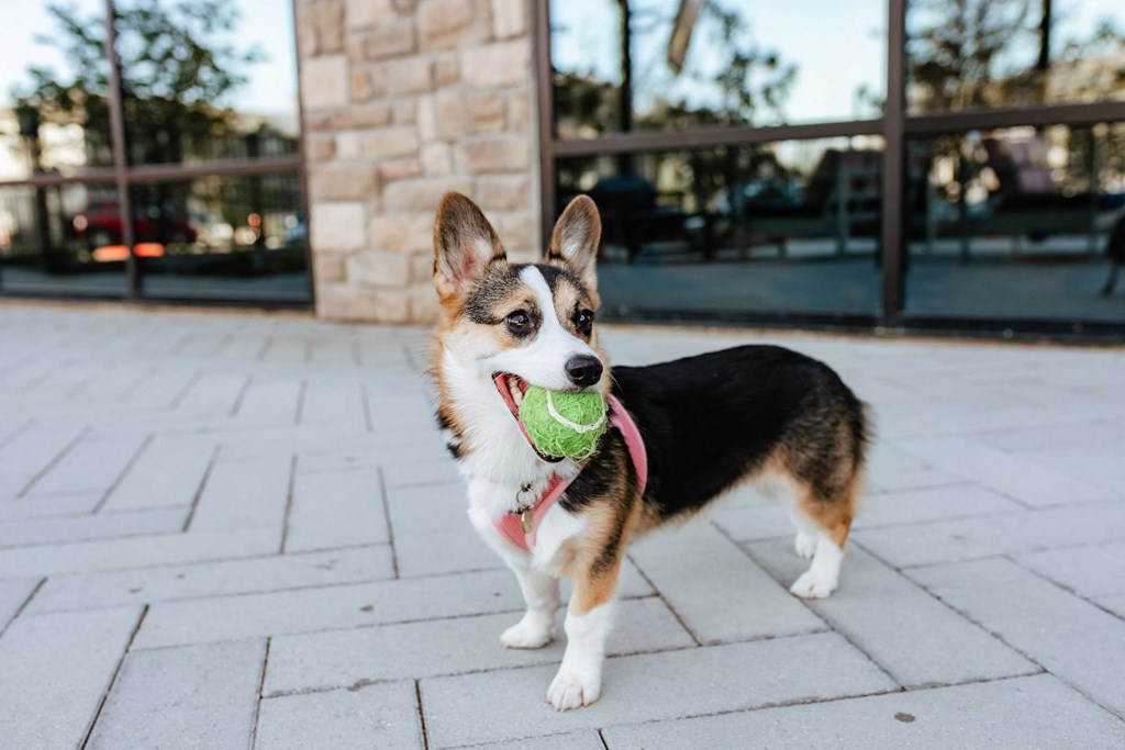 Westloop at the Diamond Interchange Irving TX pet friendly community