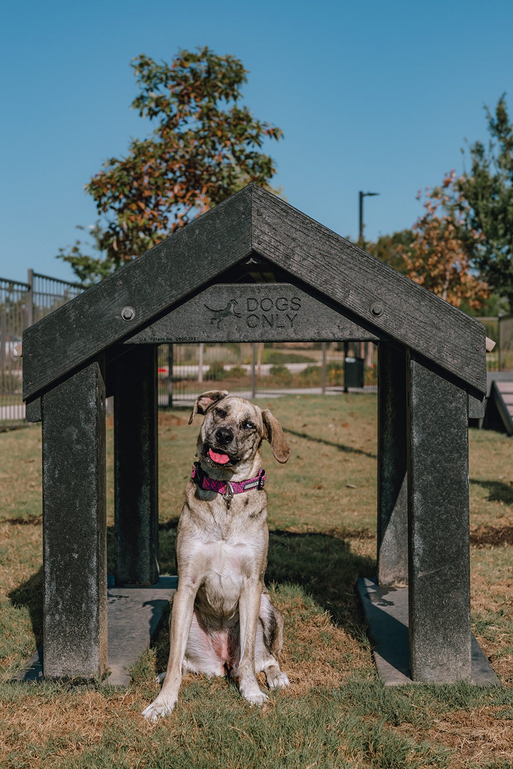 a brown and white dog sitting under a dog house