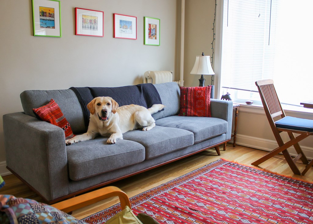 a dog sitting on a couch in a living room