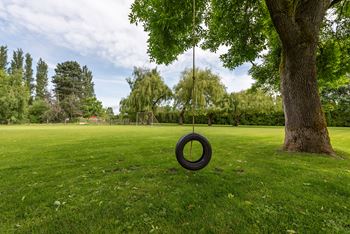 A tire swing hangs from a tree in a grassy park.