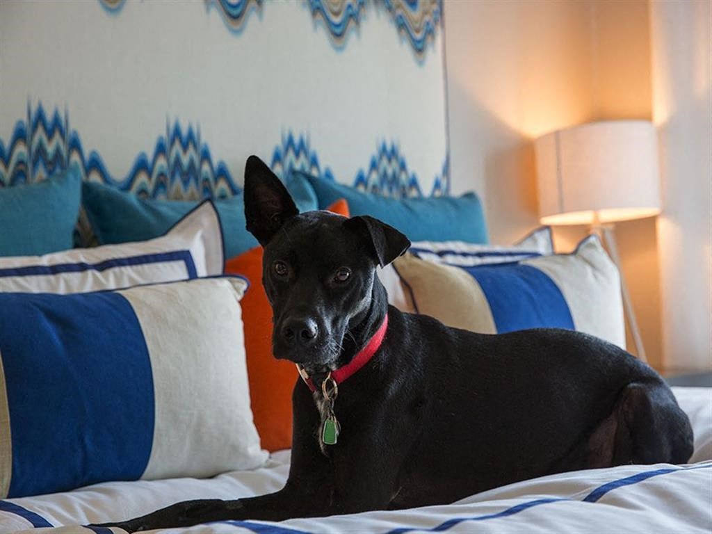 a black dog laying on a bed
