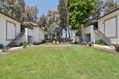 Green lawn at the linden