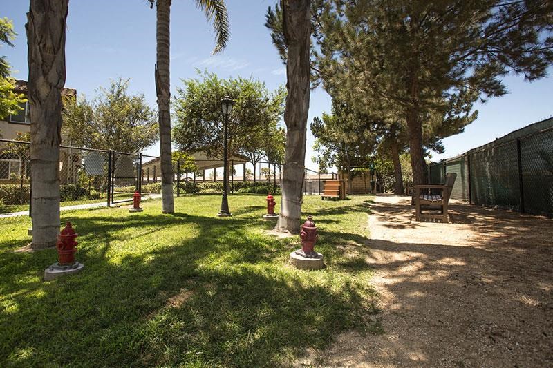a group of fire hydrants in a park