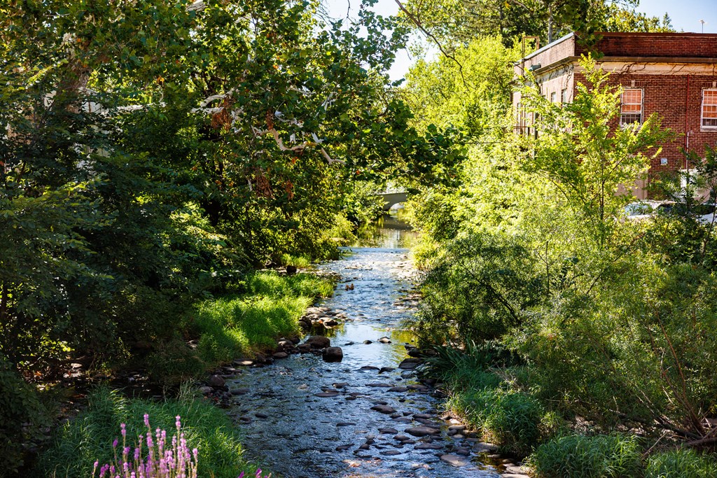 A stream flows through a green forest.