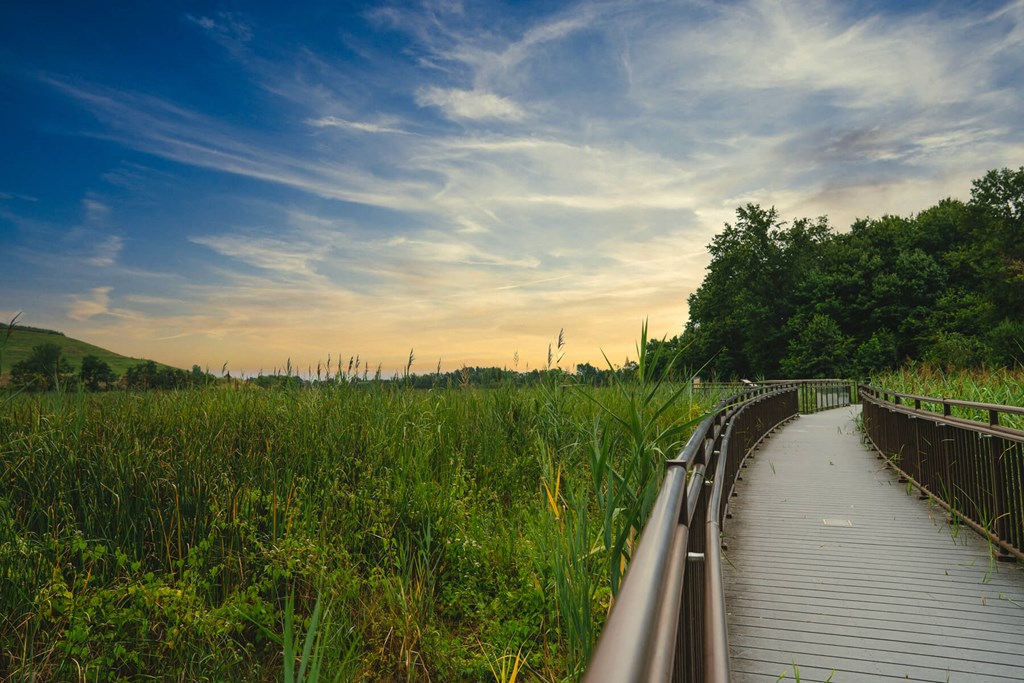 A wooden boardwalk winds through a field of tall grass.