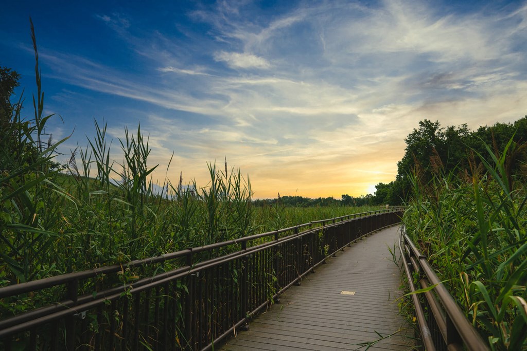 A wooden boardwalk leads through a marshy area.